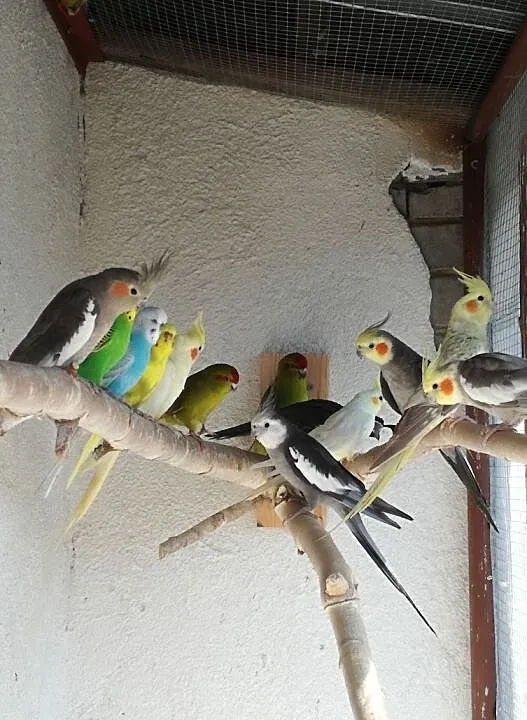 Pary, , Węgry