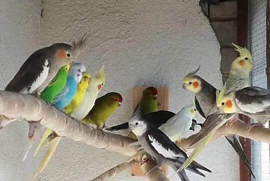 Pary, , Węgry