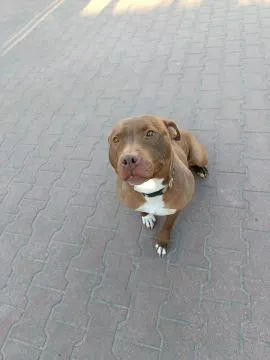 Megi - wyjątkowa sunia w typie pitbulla szuka domu!  Do adopcji – Megi, wyjątkowa sunia w typie pitb, , Warszawa