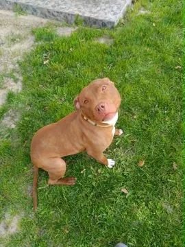 Megi - wyjątkowa sunia w typie pitbulla szuka domu!  Do adopcji – Megi, wyjątkowa sunia w typie pitb