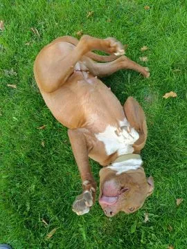 Megi - wyjątkowa sunia w typie pitbulla szuka domu!  Do adopcji – Megi, wyjątkowa sunia w typie pitb, , Warszawa