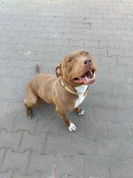Megi - wyjątkowa sunia w typie pitbulla szuka domu!  Do adopcji – Megi, wyjątkowa sunia w typie pitb, , Warszawa