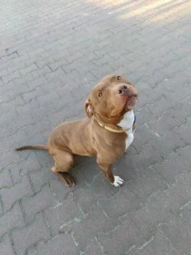 Megi - wyjątkowa sunia w typie pitbulla szuka domu!  Do adopcji – Megi, wyjątkowa sunia w typie pitb, , Warszawa
