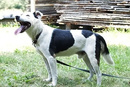 KODI - śliczny i łagodny łaciaty piesek szuka domu :), Śląskie, Częstochowa