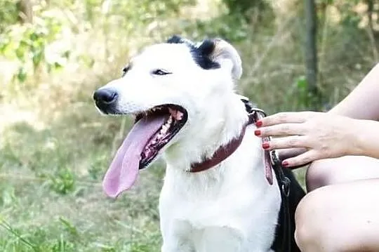 KODI - śliczny i łagodny łaciaty piesek szuka domu :), Śląskie, Częstochowa