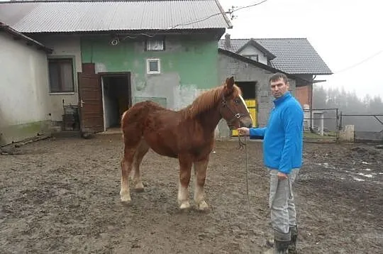 Klacze sokólskie