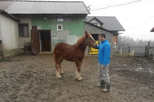 Klacze sokólskie