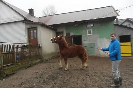 Klacze sokólskie