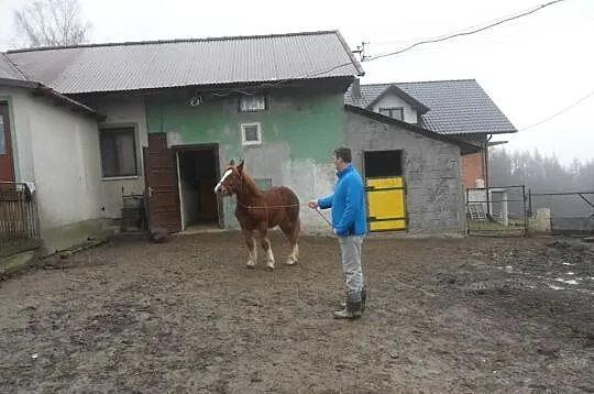 Klacze sokólskie