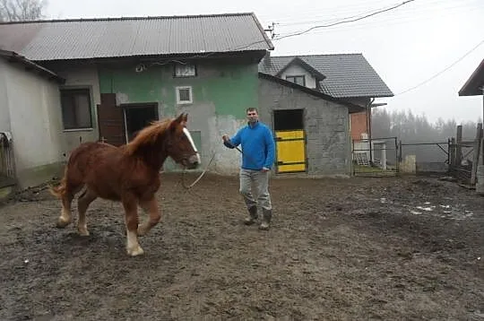 Klacze sokólskie