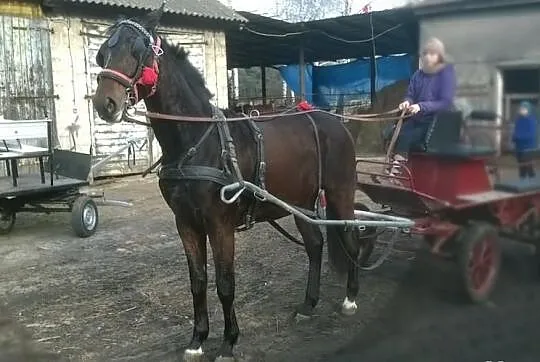Spredam wałacha!