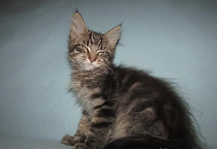 MAINE COON - koteczka SAMARA - rodowód FPL/FIFE