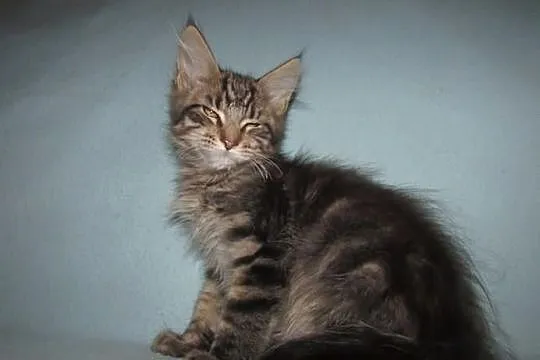 MAINE COON - koteczka SAMARA - rodowód FPL/FIFE