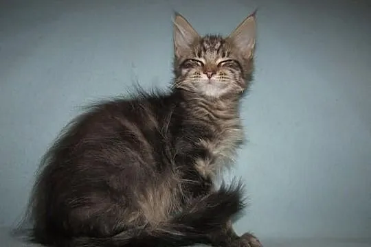 MAINE COON - koteczka SAMARA - rodowód FPL/FIFE