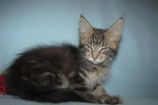 MAINE COON - koteczka SAMARA - rodowód FPL/FIFE