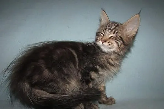 MAINE COON - koteczka SAMARA - rodowód FPL/FIFE