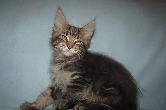 MAINE COON - koteczka SAMARA - rodowód FPL/FIFE