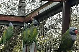 [LIKWIDACJA HODOWLI] Aleksandretty chińskie, Pomorskie, Łebunia