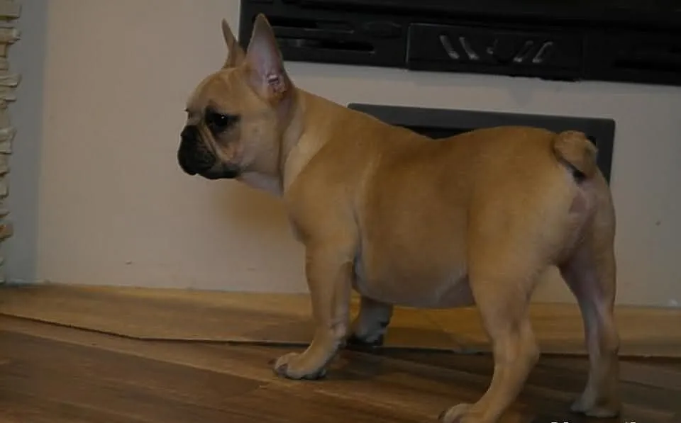 Buldog francuski!piesek z rodowodem FCI!