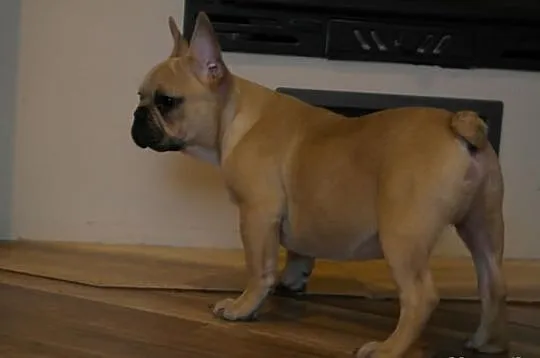 Buldog francuski!piesek z rodowodem FCI!