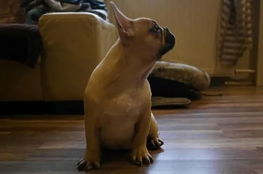 Buldog francuski!piesek z rodowodem FCI!