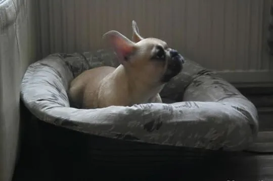 Buldog francuski!piesek z rodowodem FCI!
