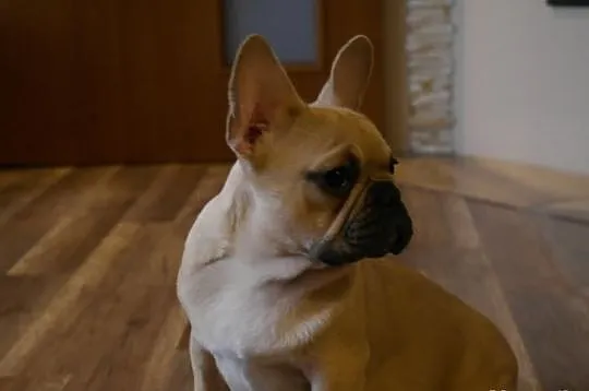 Buldog francuski!piesek z rodowodem FCI!