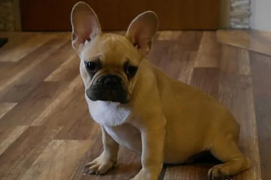 Buldog francuski!piesek z rodowodem FCI!