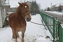 Klacz Zimnokrwista
