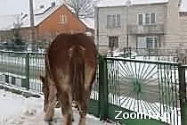 Klacz Zimnokrwista