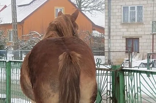 Klacz Zimnokrwista