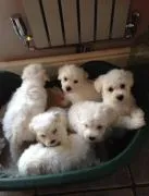 Szczeniaki Bichon Frise..Kontakt tylko przez WhatsApp +48579106146 lub e-mail Princebeasoh@gmail.com