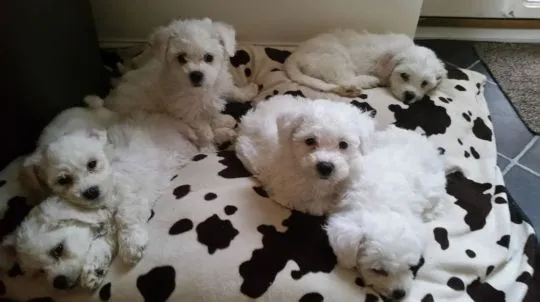Szczeniaki Bichon Frise..Kontakt tylko przez WhatsApp +37065391730 lub e-mail Princebeasoh@gmail.com, , Krakowiany