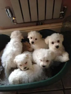 Szczeniaki Bichon Frise..Kontakt tylko przez WhatsApp +37065391730 lub e-mail Princebeasoh@gmail.com