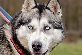 Migotka wesoła, psolubna, energiczna suczka siberian husky ADOPCJA