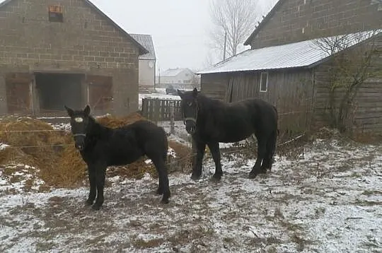 Sprzedam konie