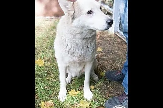 Prawdziwa psia dama do adopcji!,  wielkopolskie Po