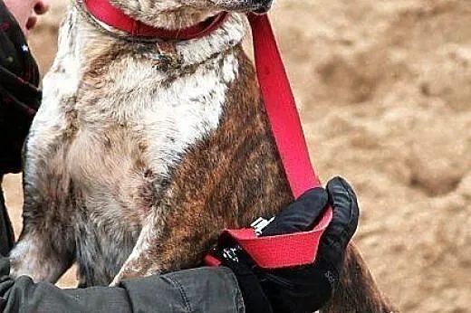 FLORKA wyjątkowej urody, delikatna, przemiła sunia
