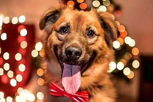 Bursztyn, młody przystojniak do adopcji,  śląskie 