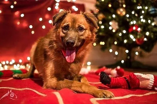 Bursztyn, młody przystojniak do adopcji,  śląskie 