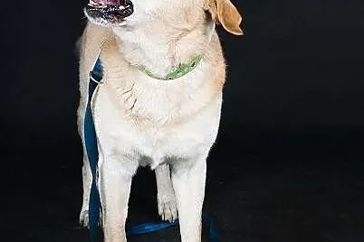 Bidek w typie labradora szuka domu