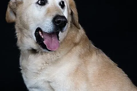 Bidek w typie labradora szuka domu