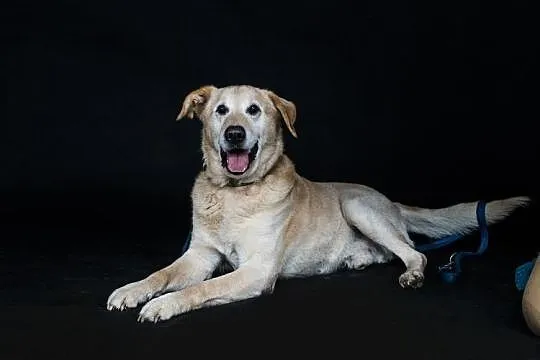 Bidek w typie labradora szuka domu