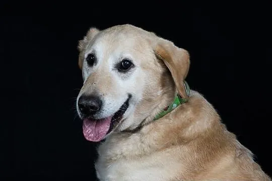 Bidek w typie labradora szuka domu