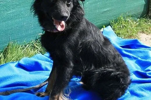 ALEKS - 2 letni, mały, cudowny psiak szuka kochającego domu!,  mazowieckie Warszawa