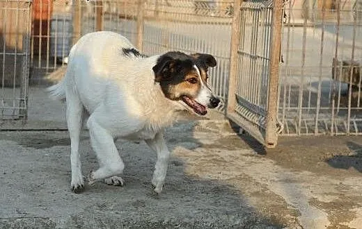 Agusia do adopcji, lubelskie Świdnik