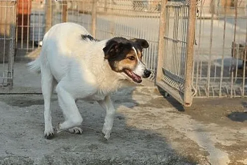 Agusia do adopcji,  lubelskie Świdnik