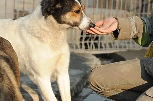 Agusia do adopcji,  lubelskie Świdnik
