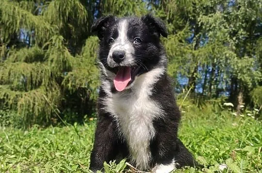 Rasowa i radosna suczka BORDER COLLIE - pełną dok. przebadani rodzice