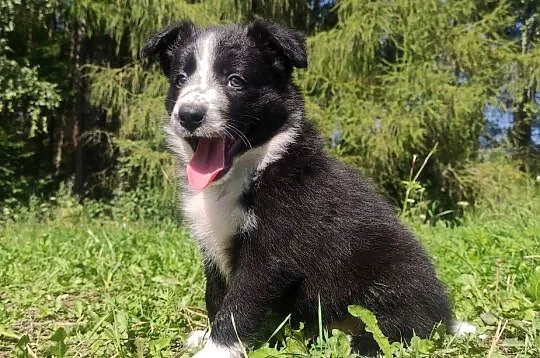 Rasowa i radosna suczka BORDER COLLIE - pełną dok. przebadani rodzice, Podkarpackie, Iwonicz